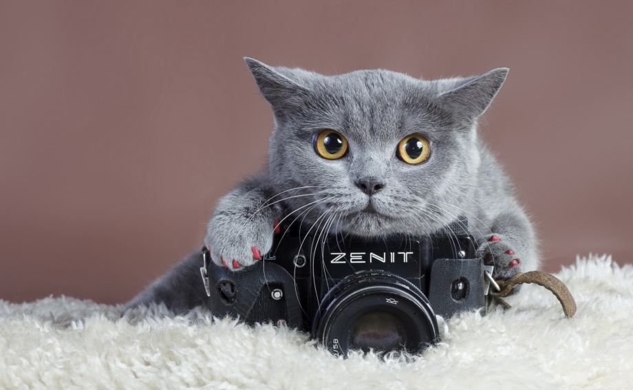 Кошка с фотоаппаратом