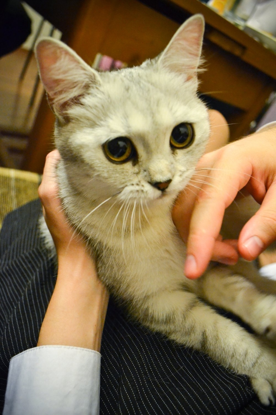 Породы кошек которые не линяют