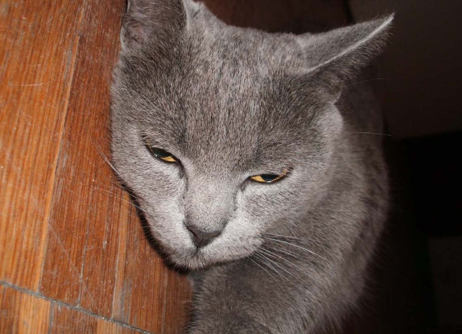 Пепельный кот