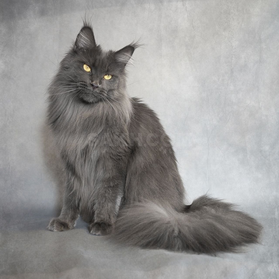 Пепельный котенок