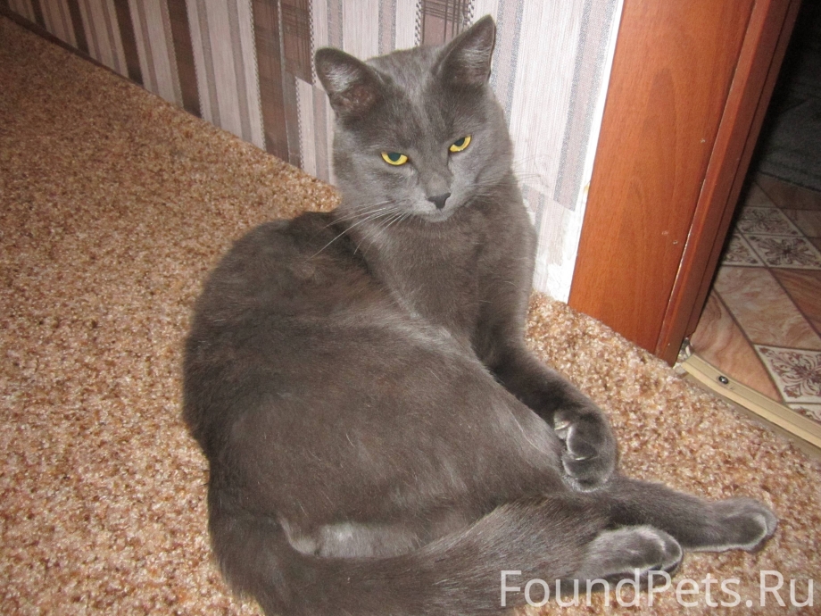 Пепельная кошка