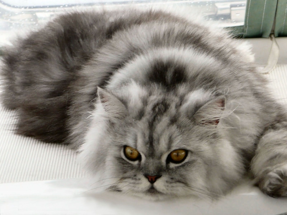 Кошка серая