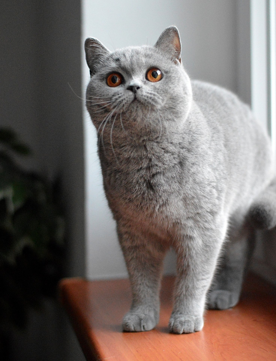 Британская пепельная кошка