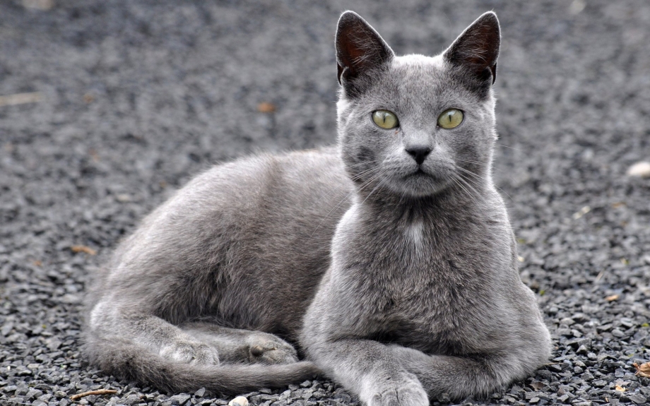 Котенок пепельно белый