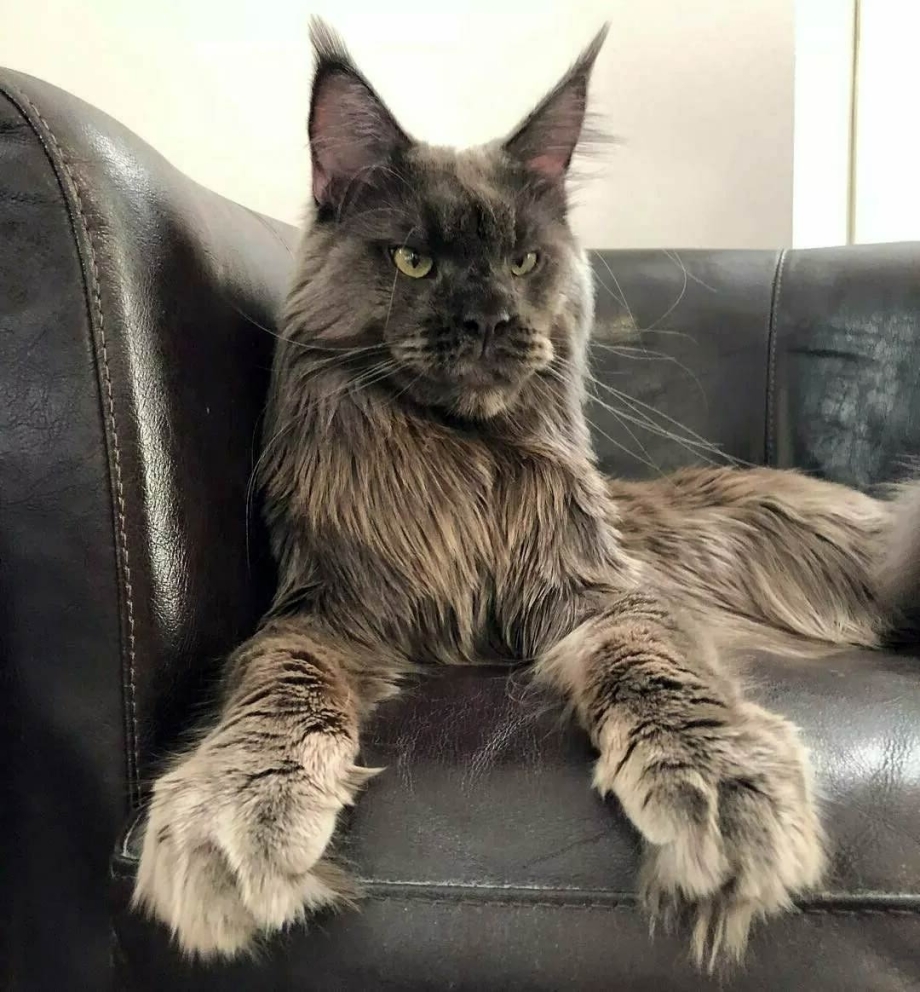 Кошка Мейн кун