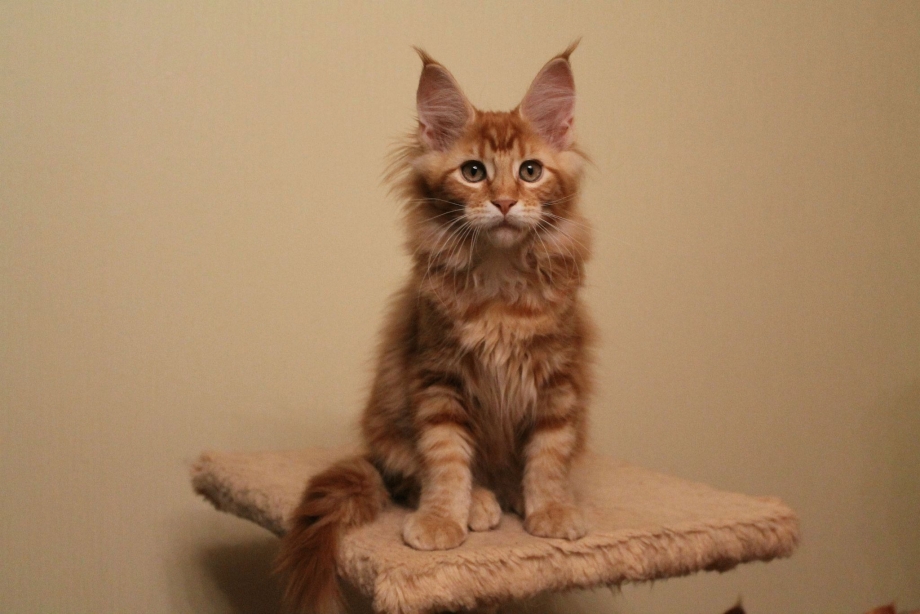 Кошка Мейн кун