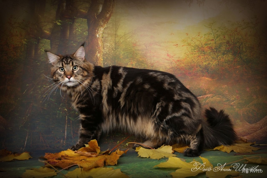Кошка породы Мейн-кун