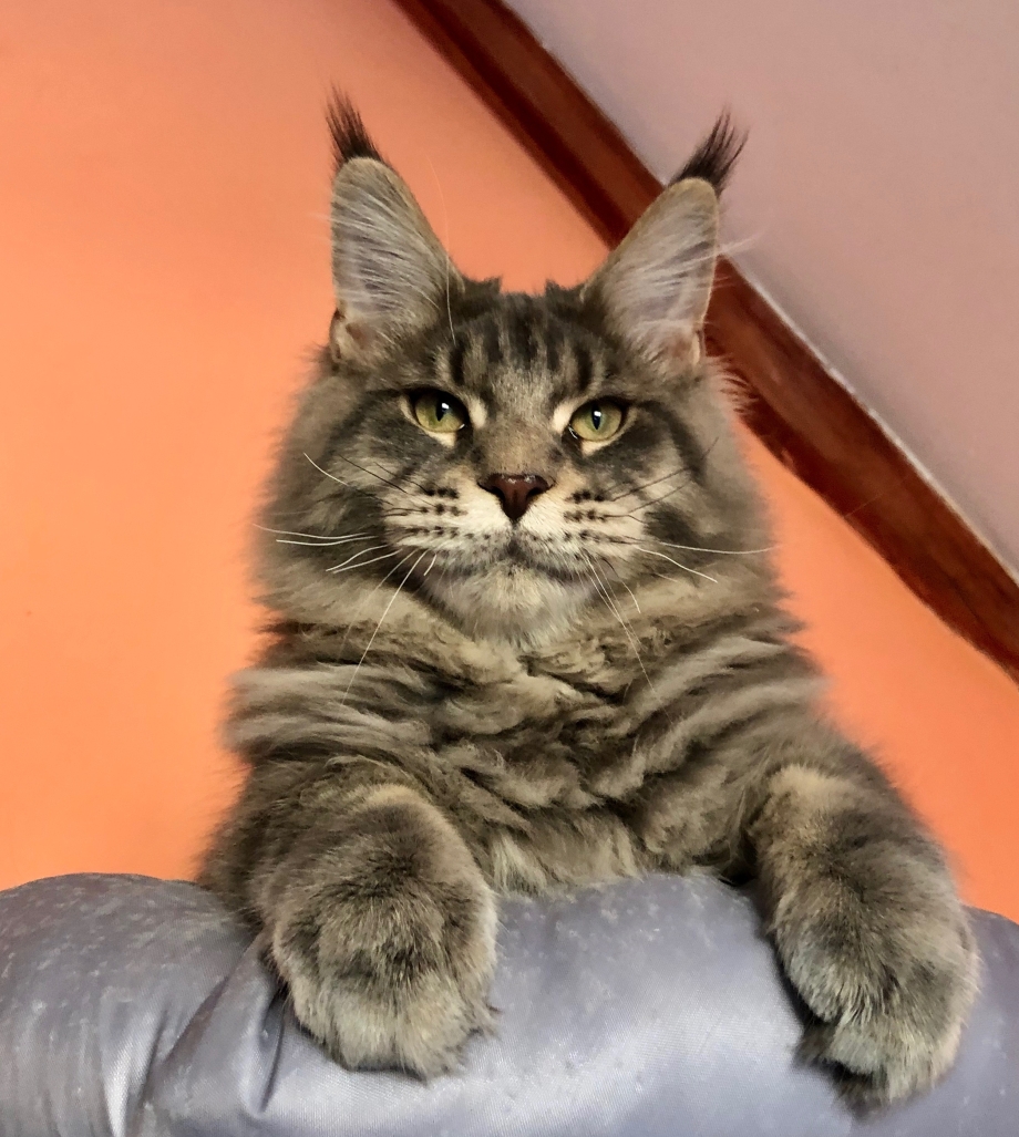Котики Мейн куны
