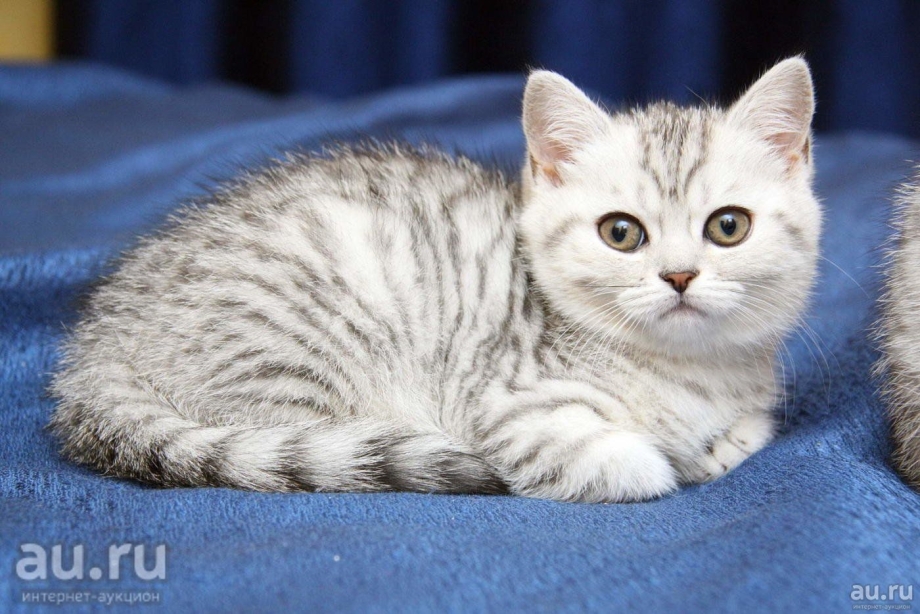 Британский кот вискас