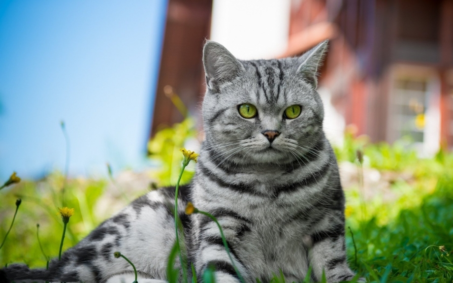 Кот британец серый полосатый