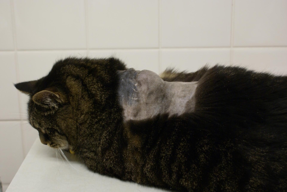 Инфекционный перитонит кошек (Feline Infectious peritonitis