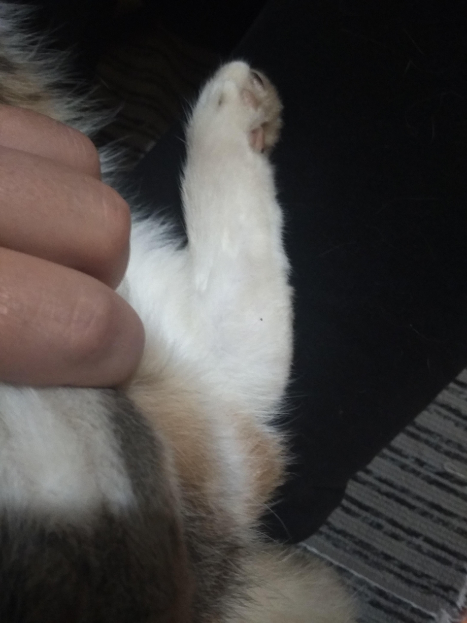 Опухоль на животике у котенка