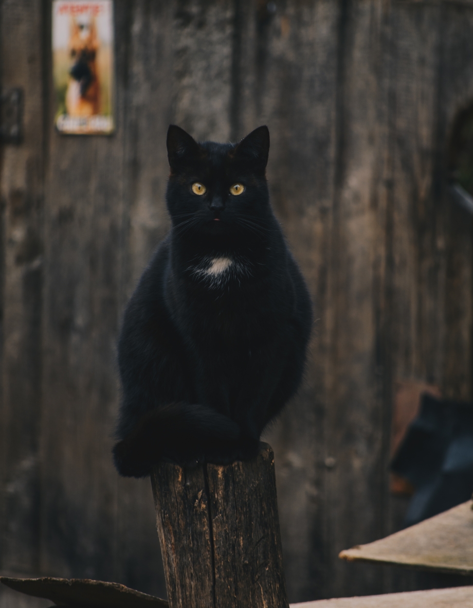 Чёрный кот