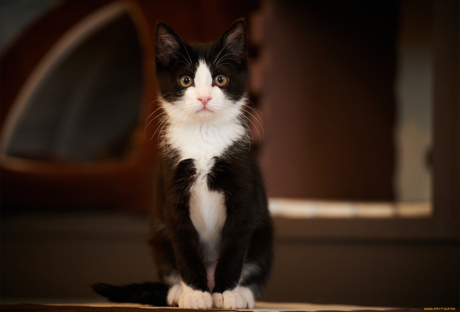 Черно белая кошка