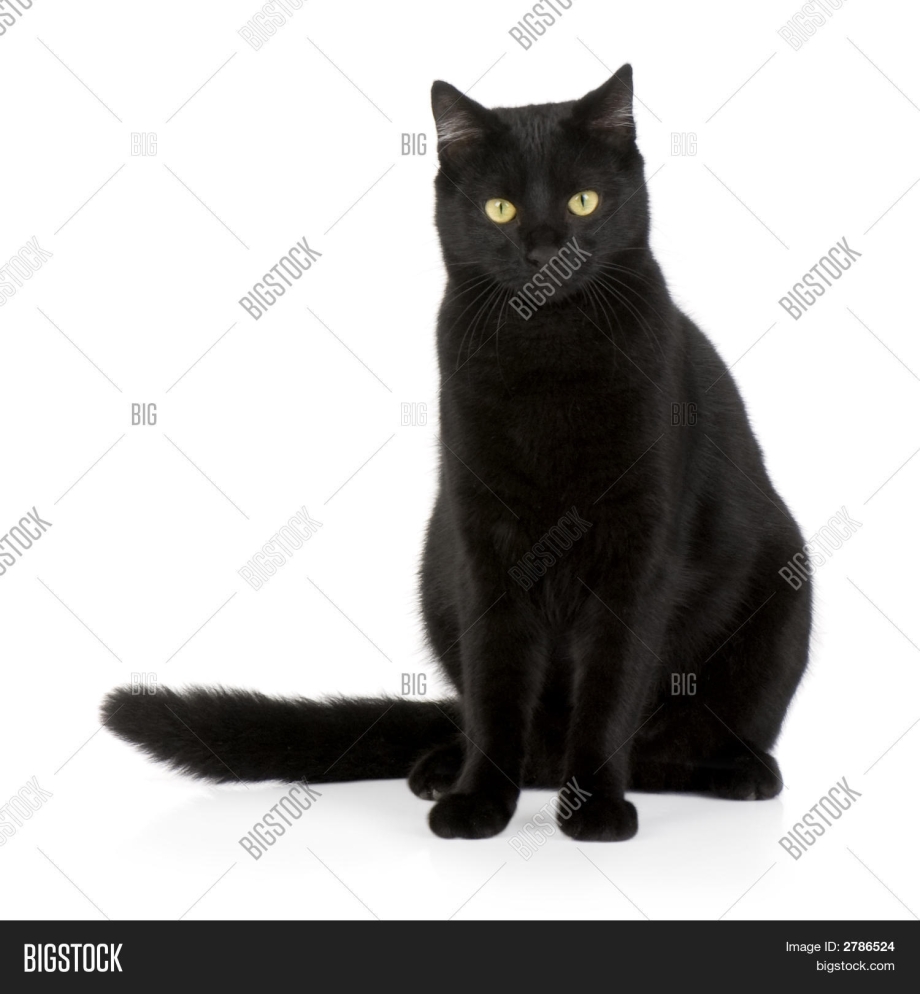 Черный кот сидит
