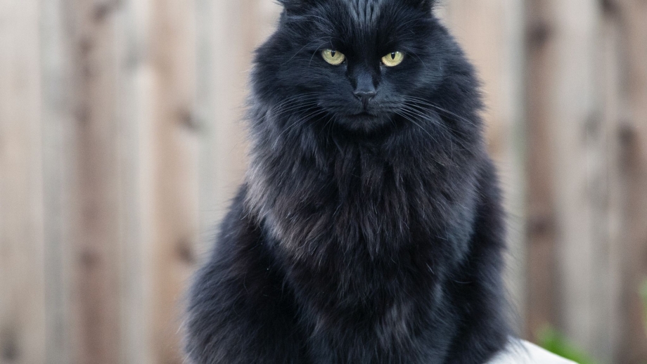Кот Баюн