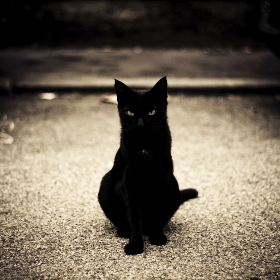 Зловещий кот