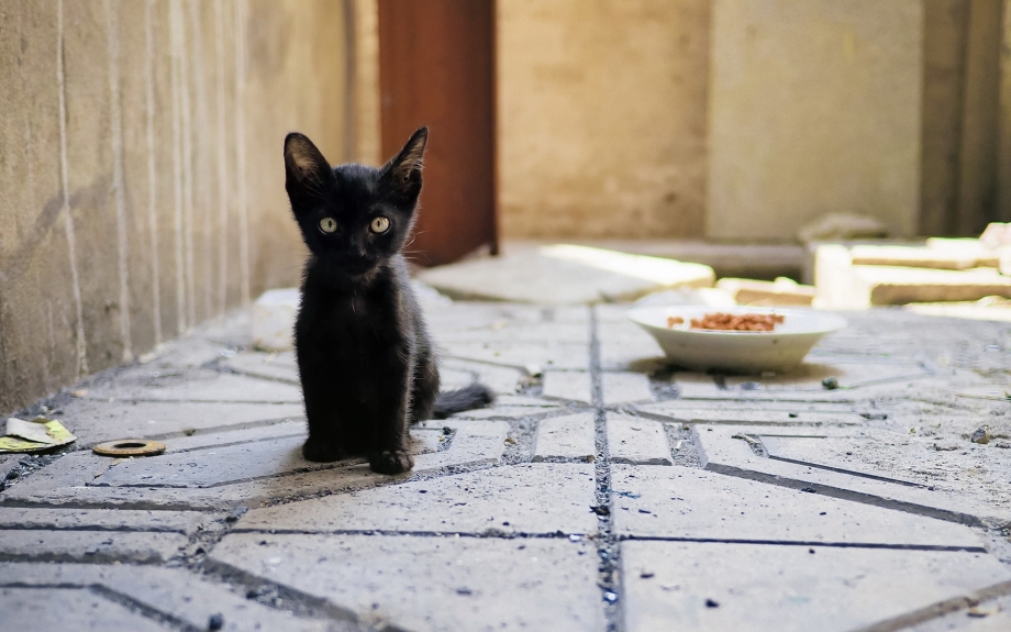 Черная кошка с котятами