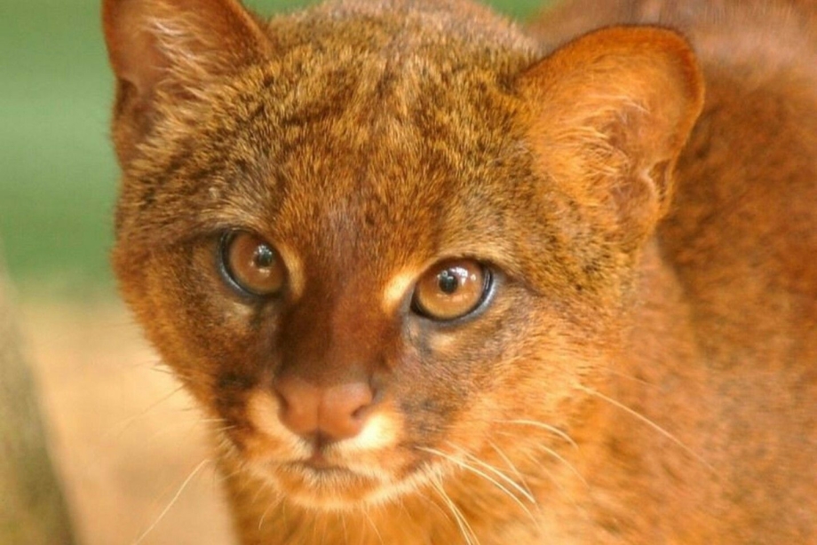 Дикая кошка ягуарунди