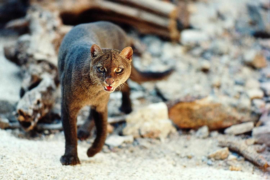 Ягуарунди кошка