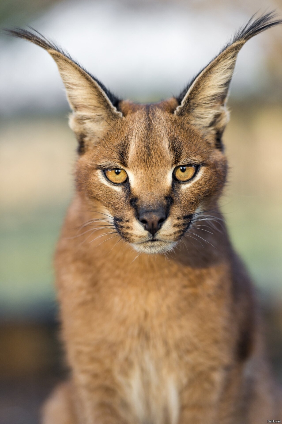 Каракал кошка