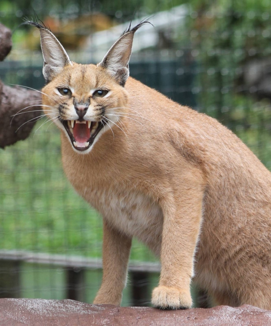 Каракал кошка
