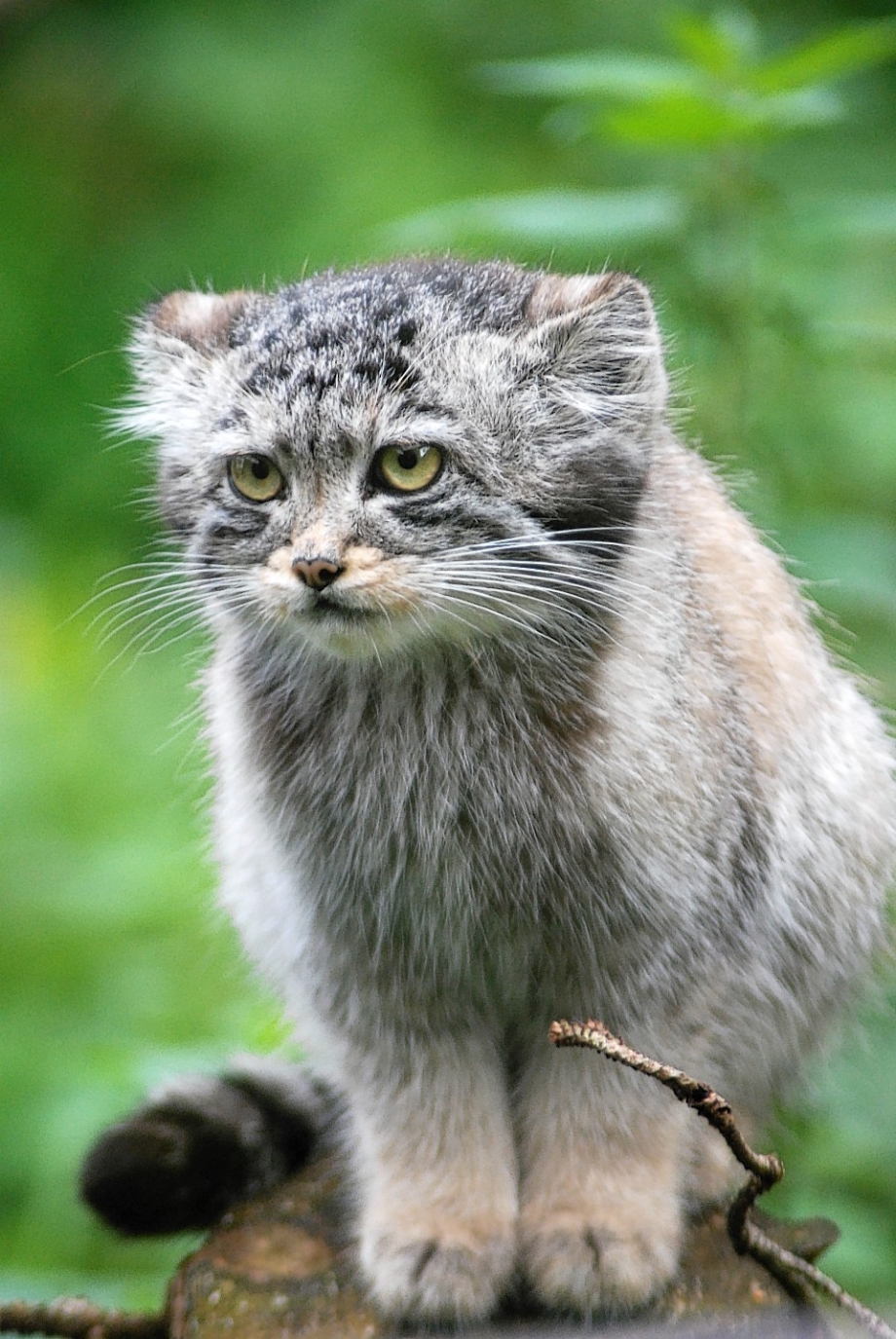 Кот Манул