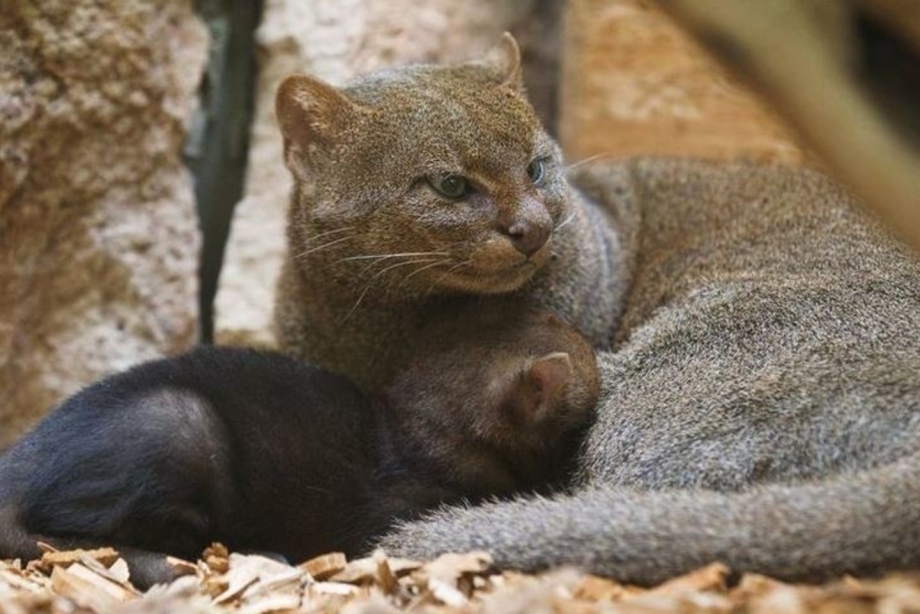 Дикая кошка ягуарунди