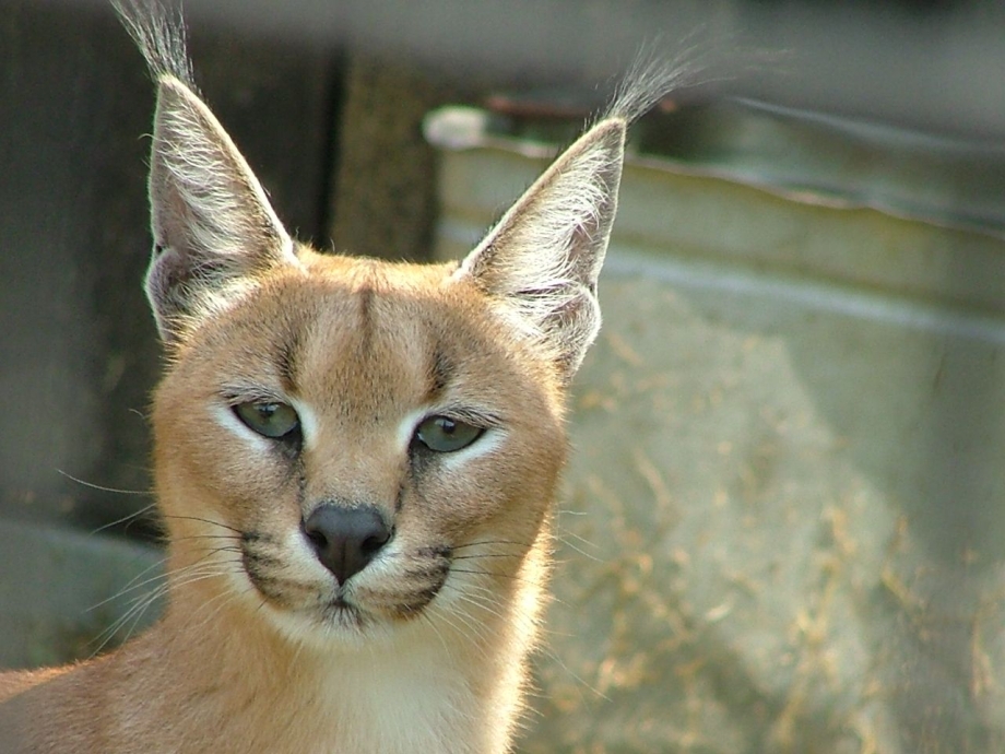 Степной кот каракал