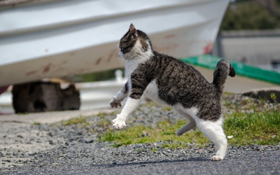 Неуклюжий котик
