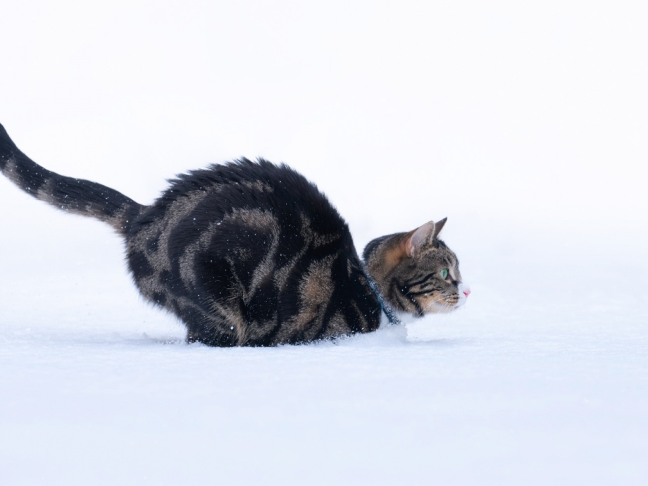 Кот готовый к прыжку