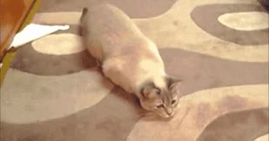 Кошка перед прыжком