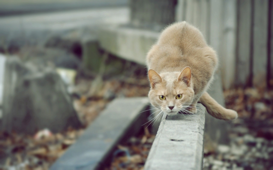 Кот приготовился к прыжку