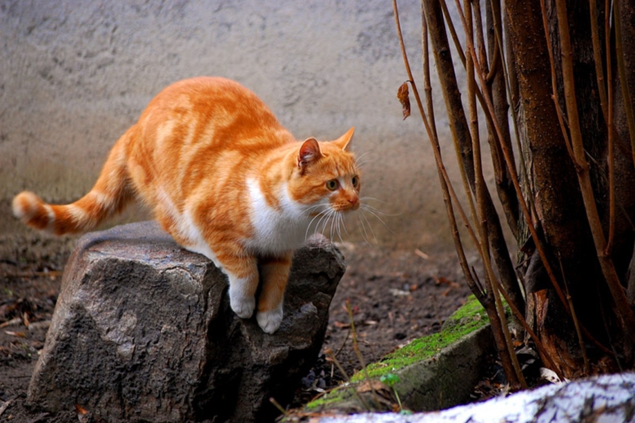 Кошка готовится к прыжку