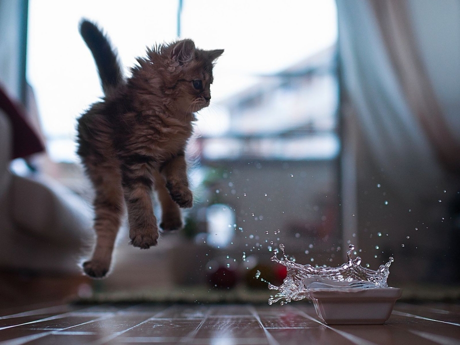 Кошка в воде