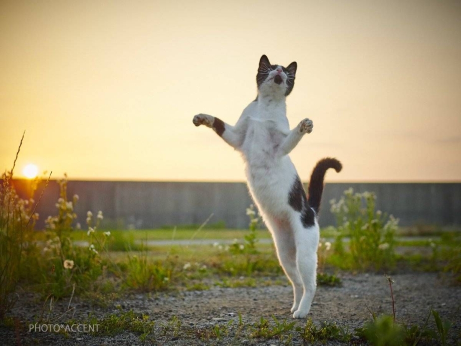 Кот танцует