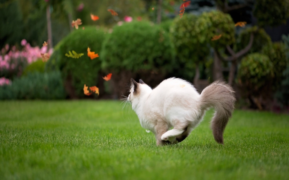 Котики бегают