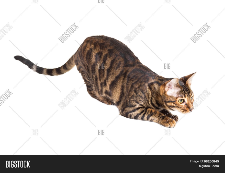 Кошка готовится к прыжку