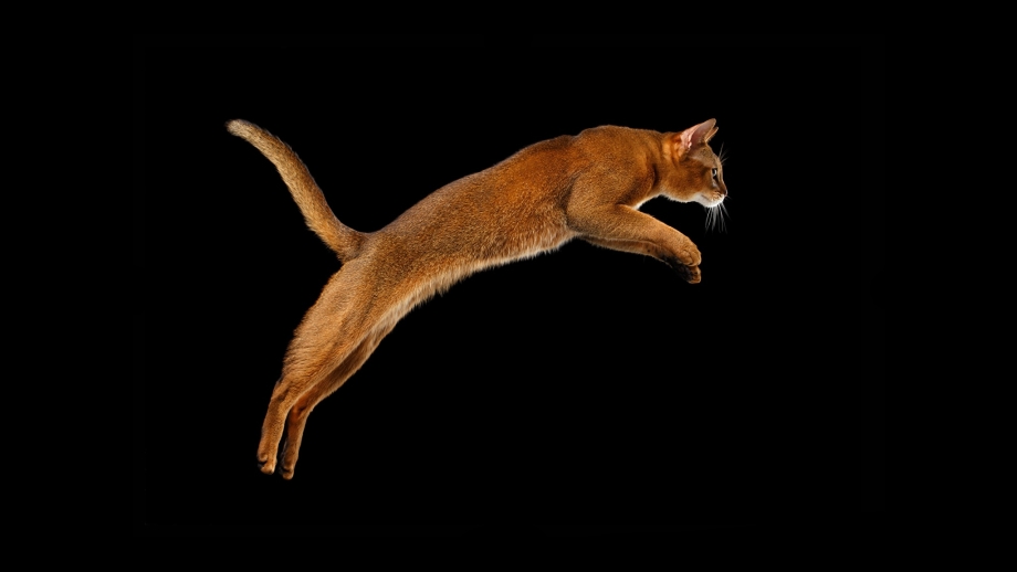 Абиссинская кошка