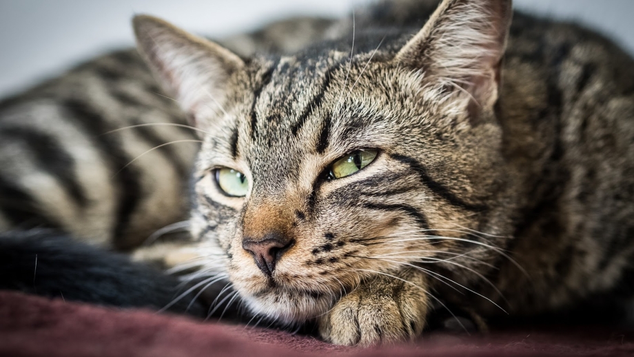 Кот тойгер