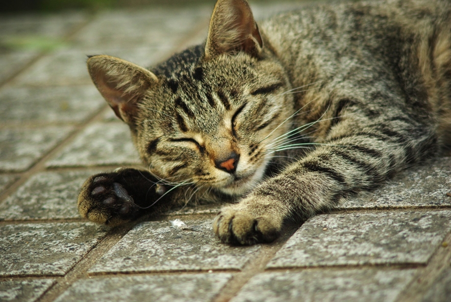 Кошка лежит