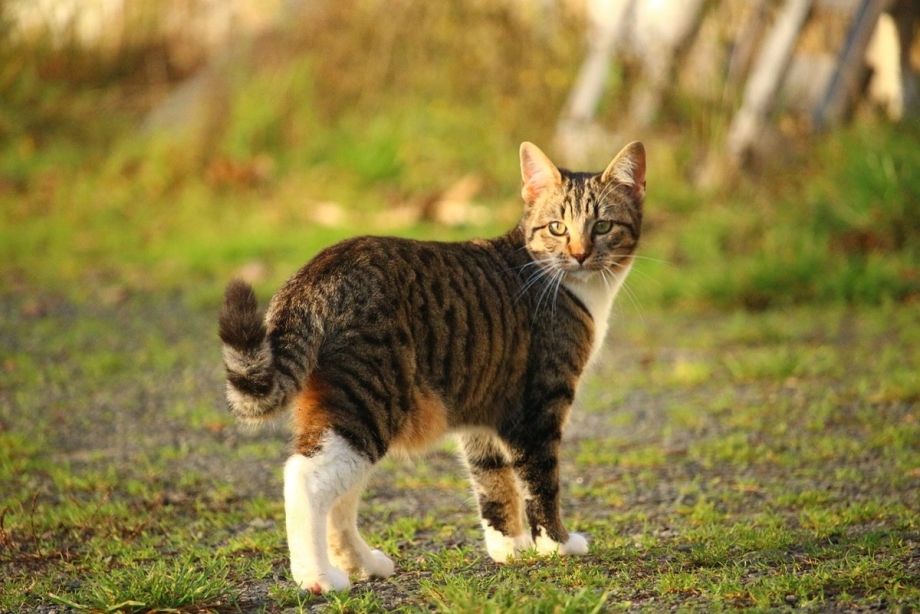 Кошка домашняя