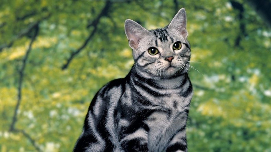 Американская короткошерстная кошка