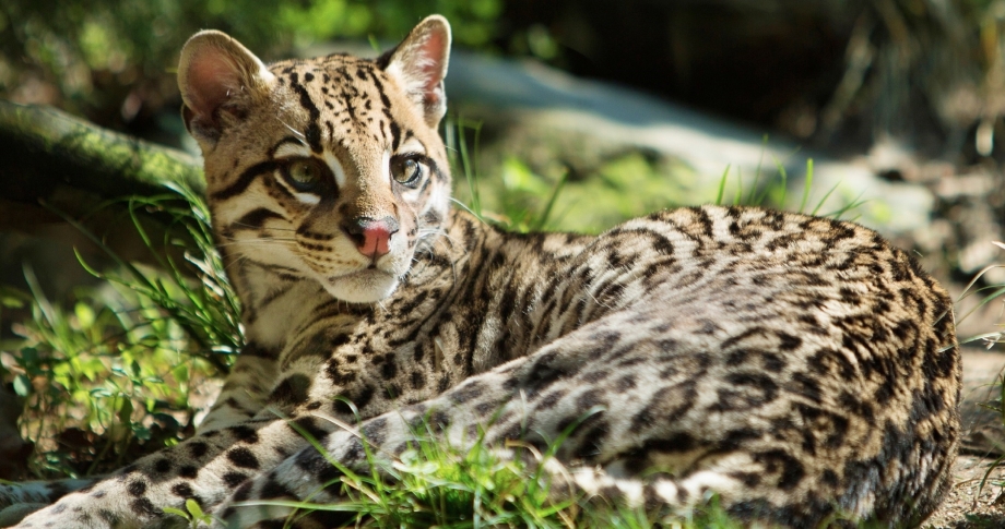 Оцелот (leopardus pardalis)
