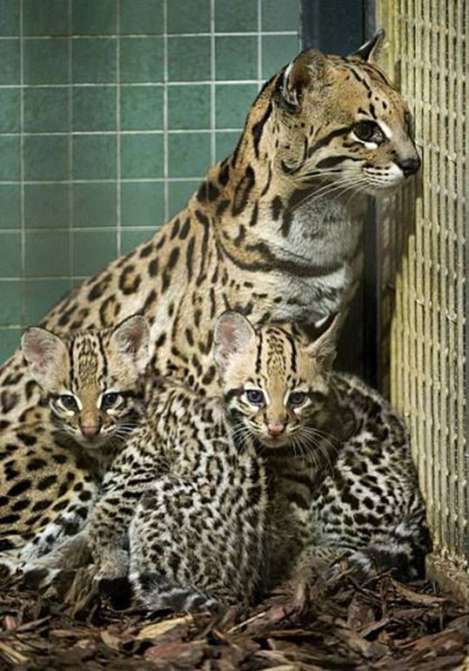 Кот породы Оцелот