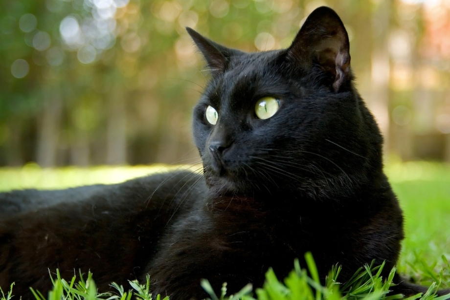 Черные коты