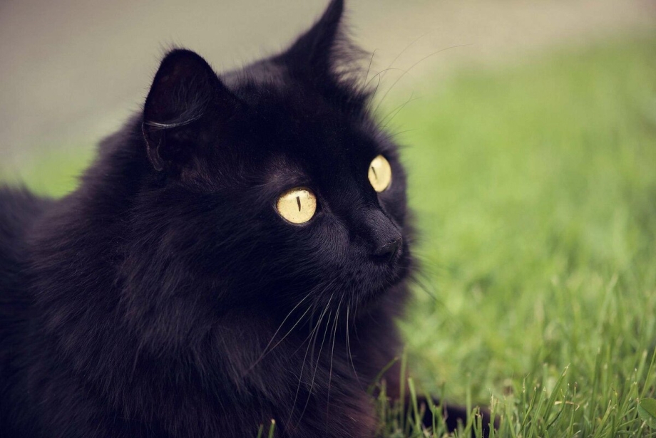 Черные коты