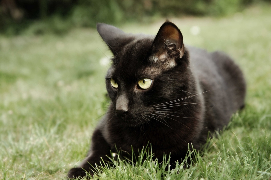 Черная кошка