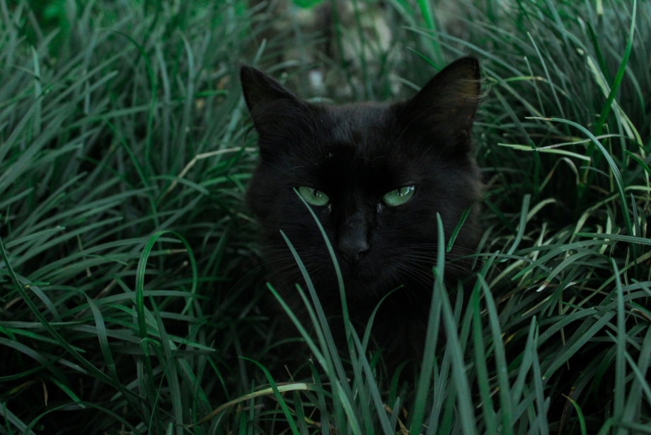 Черная кошка