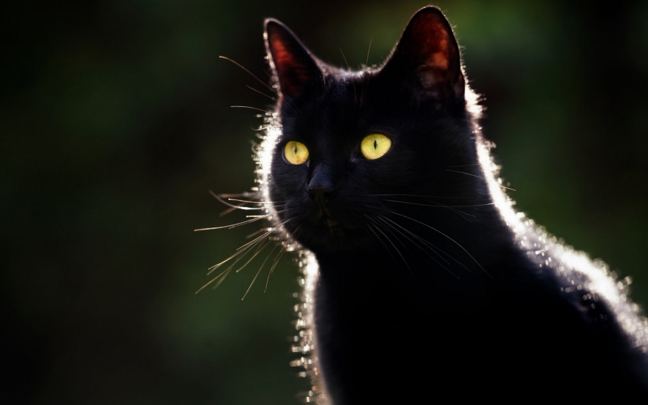 Черные коты